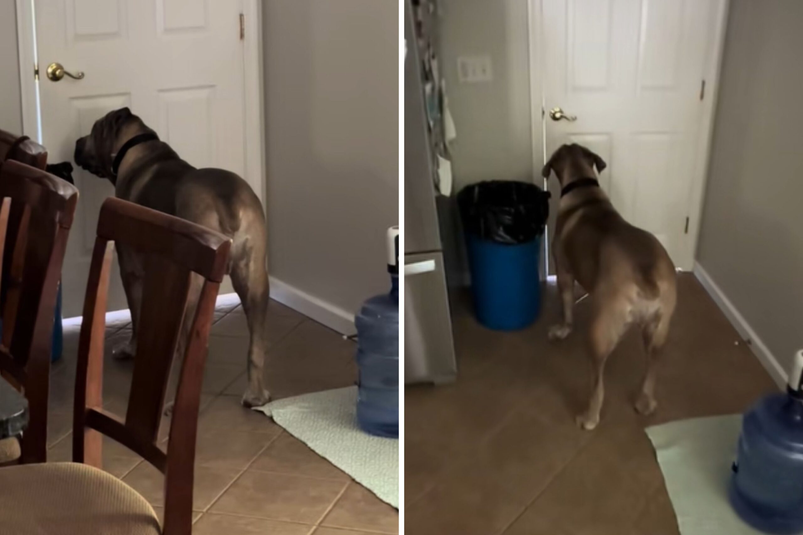 Dog staring at door