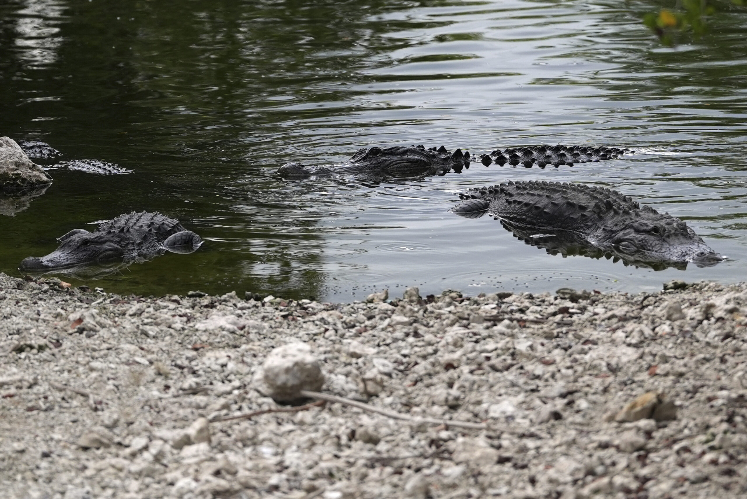 Alligators