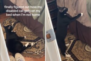 Disabled cat climbs into bed
