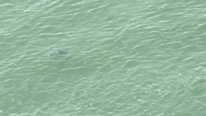 NYC uses drone technology to monitor sharks after Fourth of July sightings
