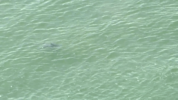 NYC uses drone technology to monitor sharks after Fourth of July sightings