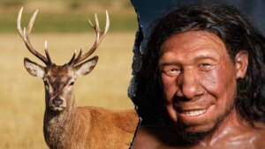 Neanderthals ran 'fat factory' 125,000 years ago, study finds