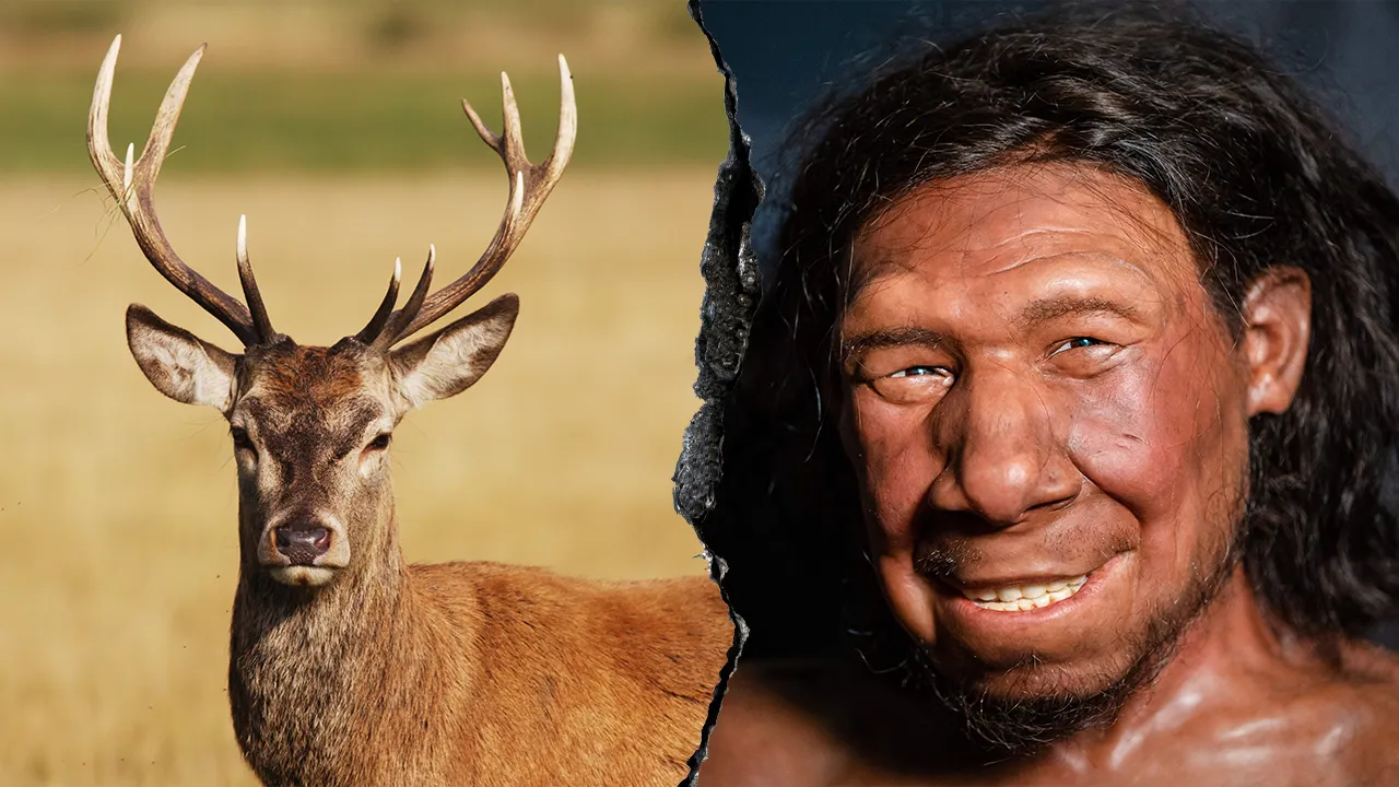 Neanderthals ran 'fat factory' 125,000 years ago, study finds