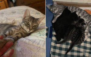 Dave the cat and her kittens.