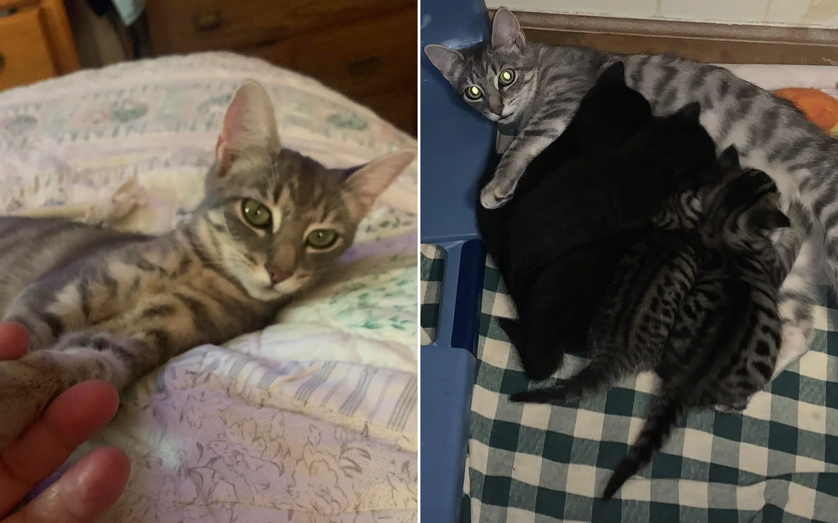 Dave the cat and her kittens.