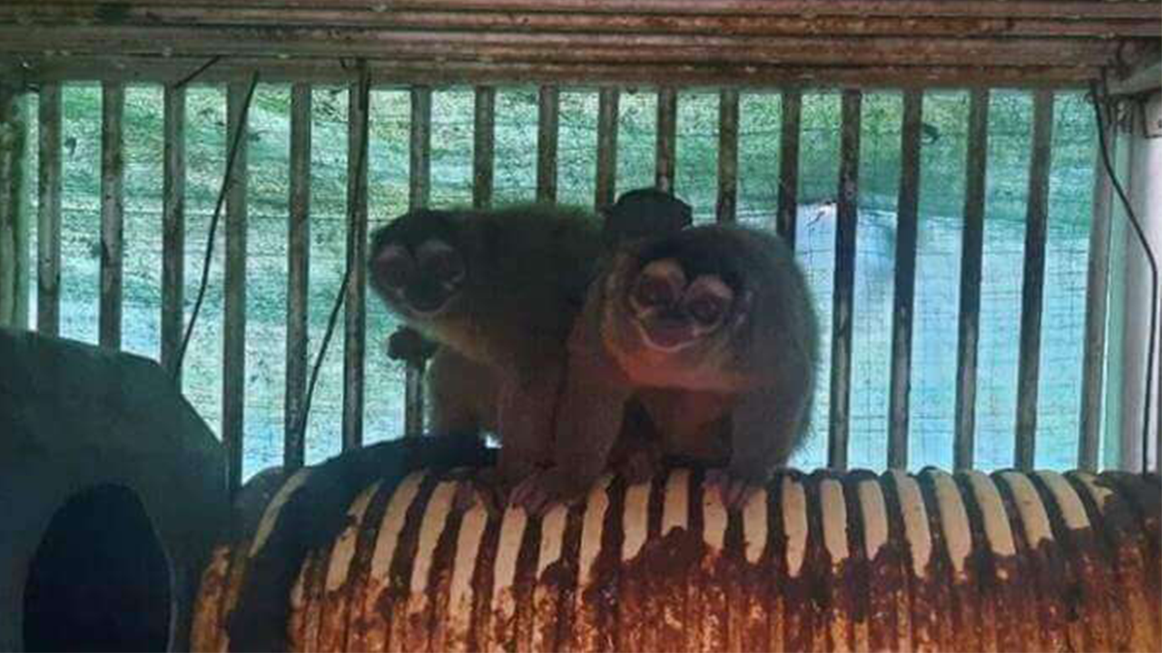 PETA applauds GOP lawmakers urging NIH to end foreign animal experiments