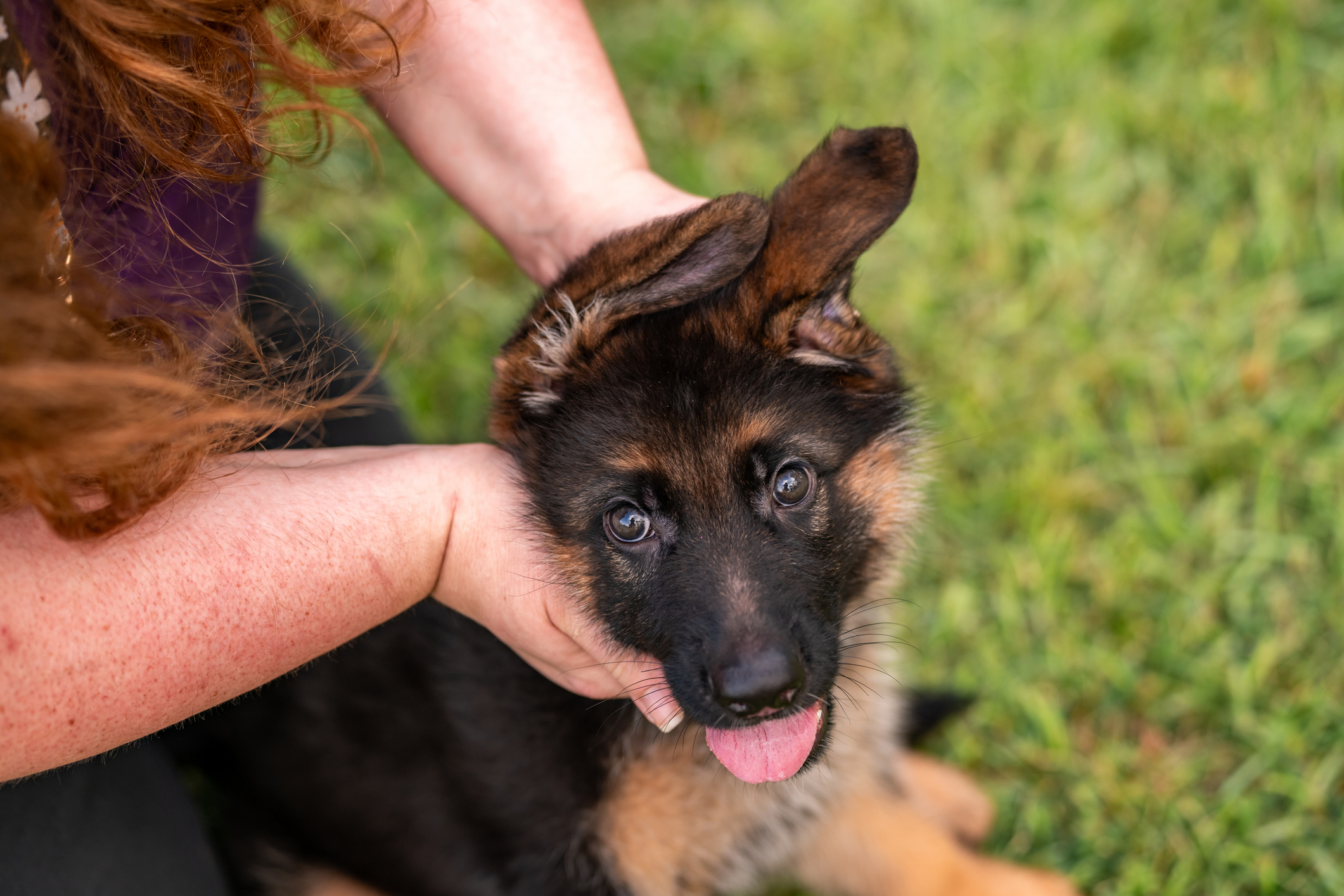 A german shepherd puppy