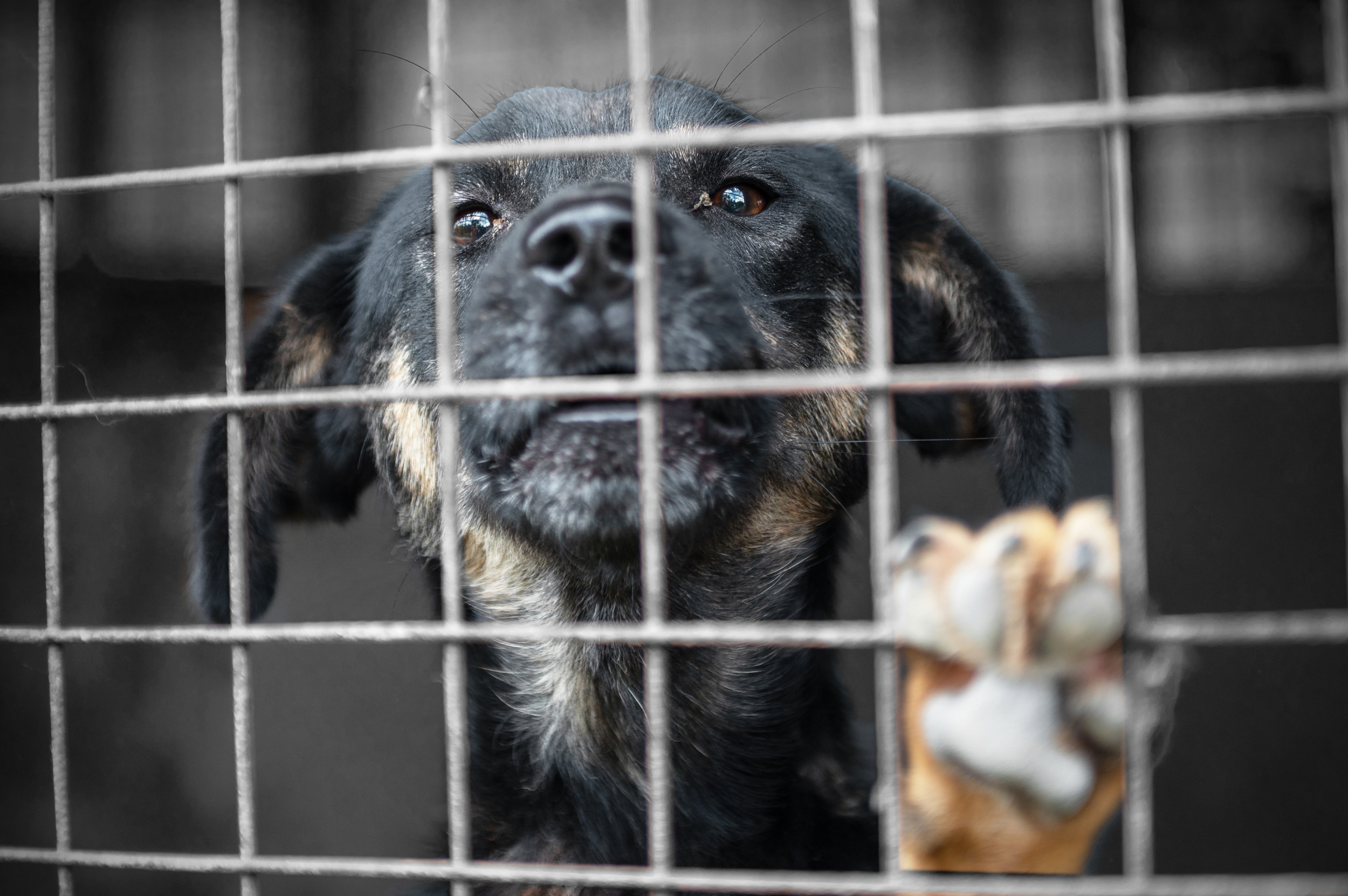 Dog in shelter