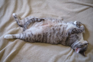 Pregnant Cat Lays On Bed