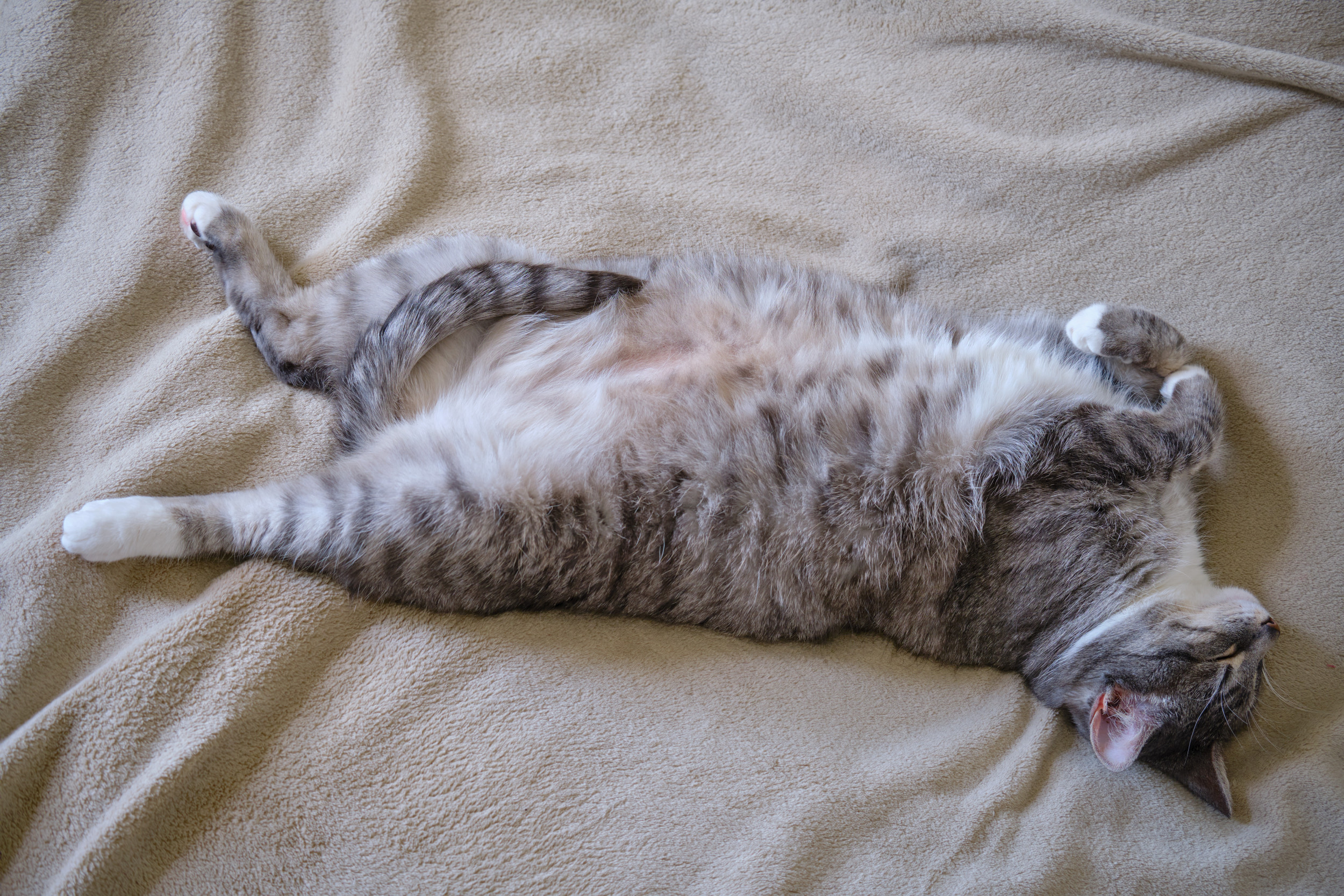 Pregnant Cat Lays On Bed