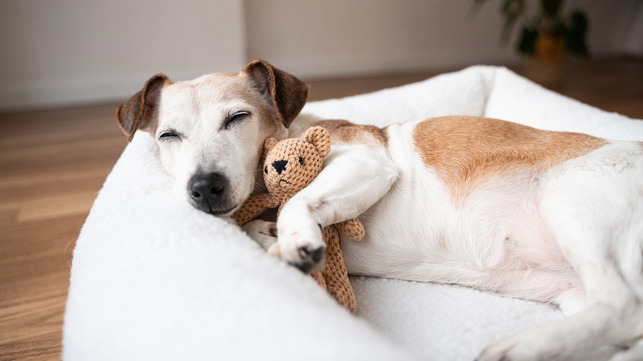 Splurge on your pet with these Prime Day pet deals
