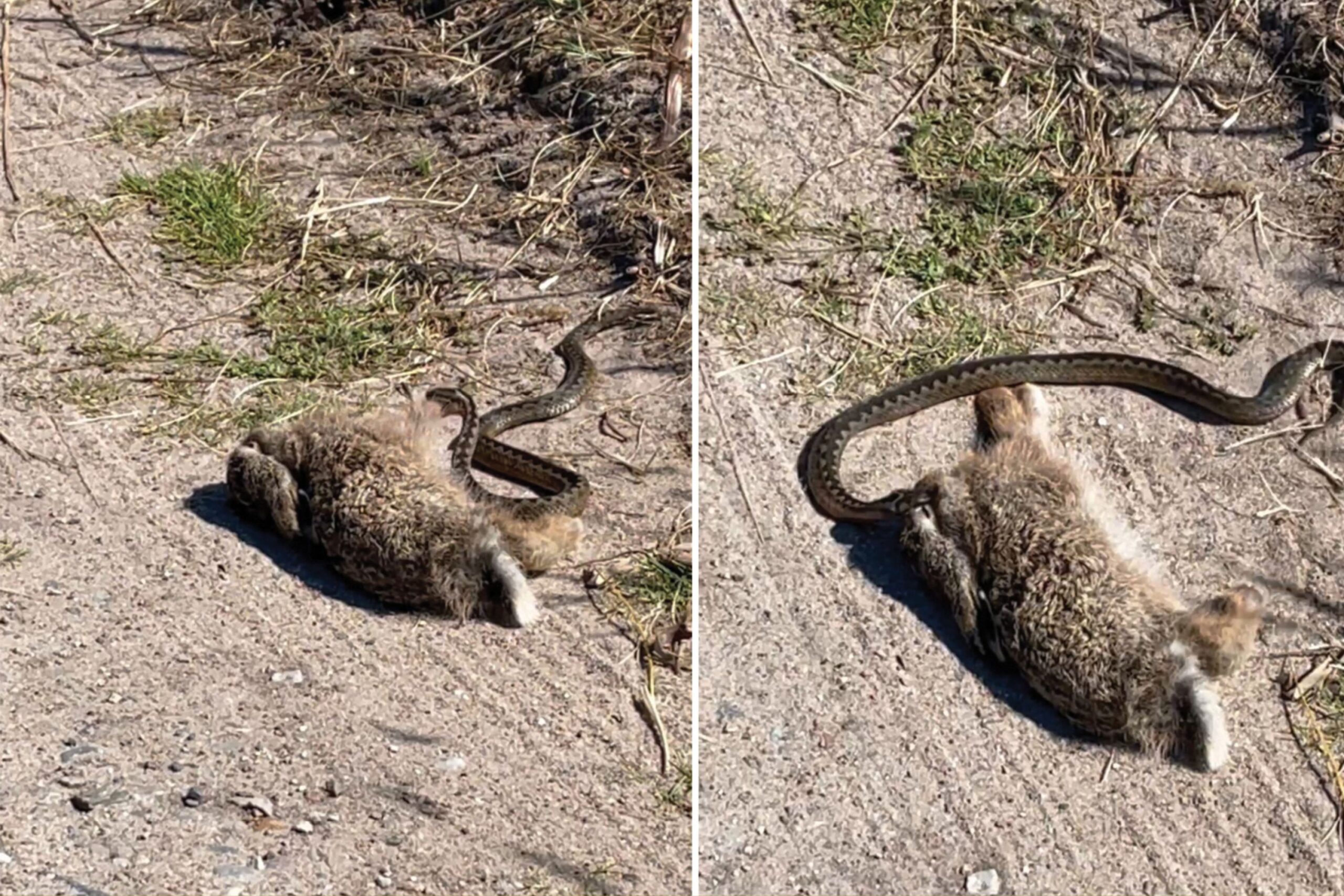 Snake attacking young hare.