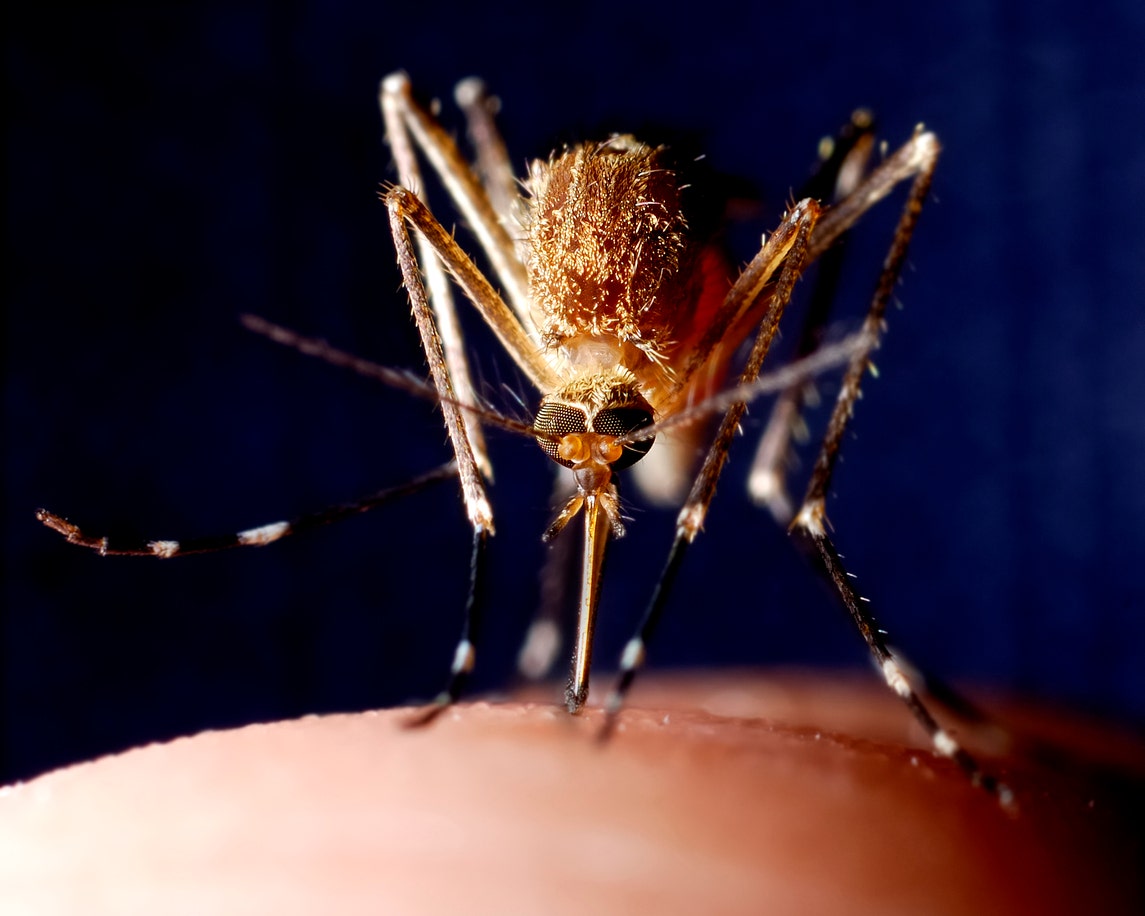 West Nile virus found in mosquitoes across multiple counties in two US cities