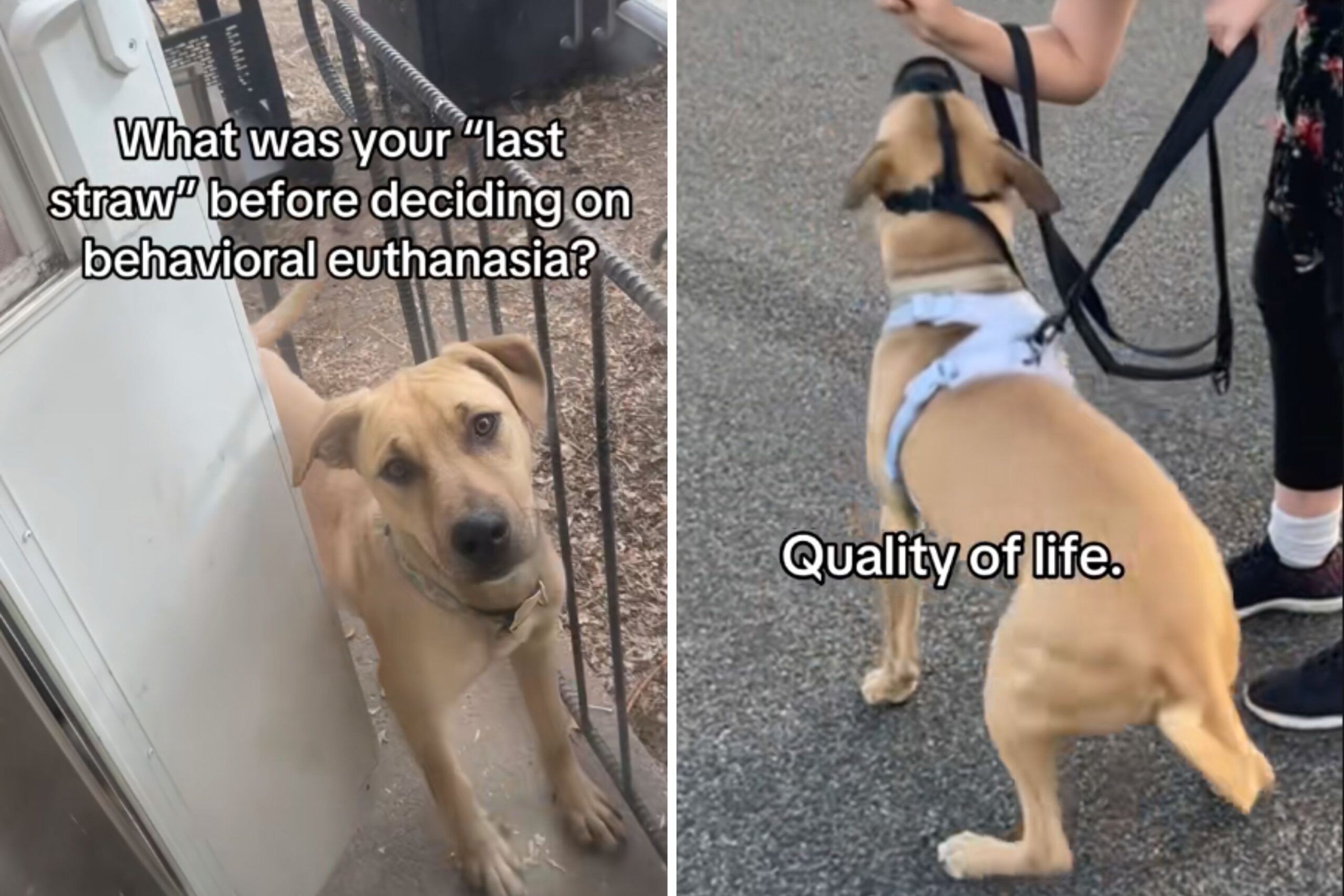 Dog before behavioral euthanasia