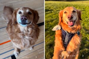 Senior dog adopted