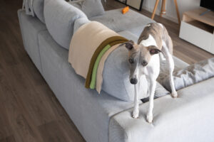 A stock image of a Whipet.
