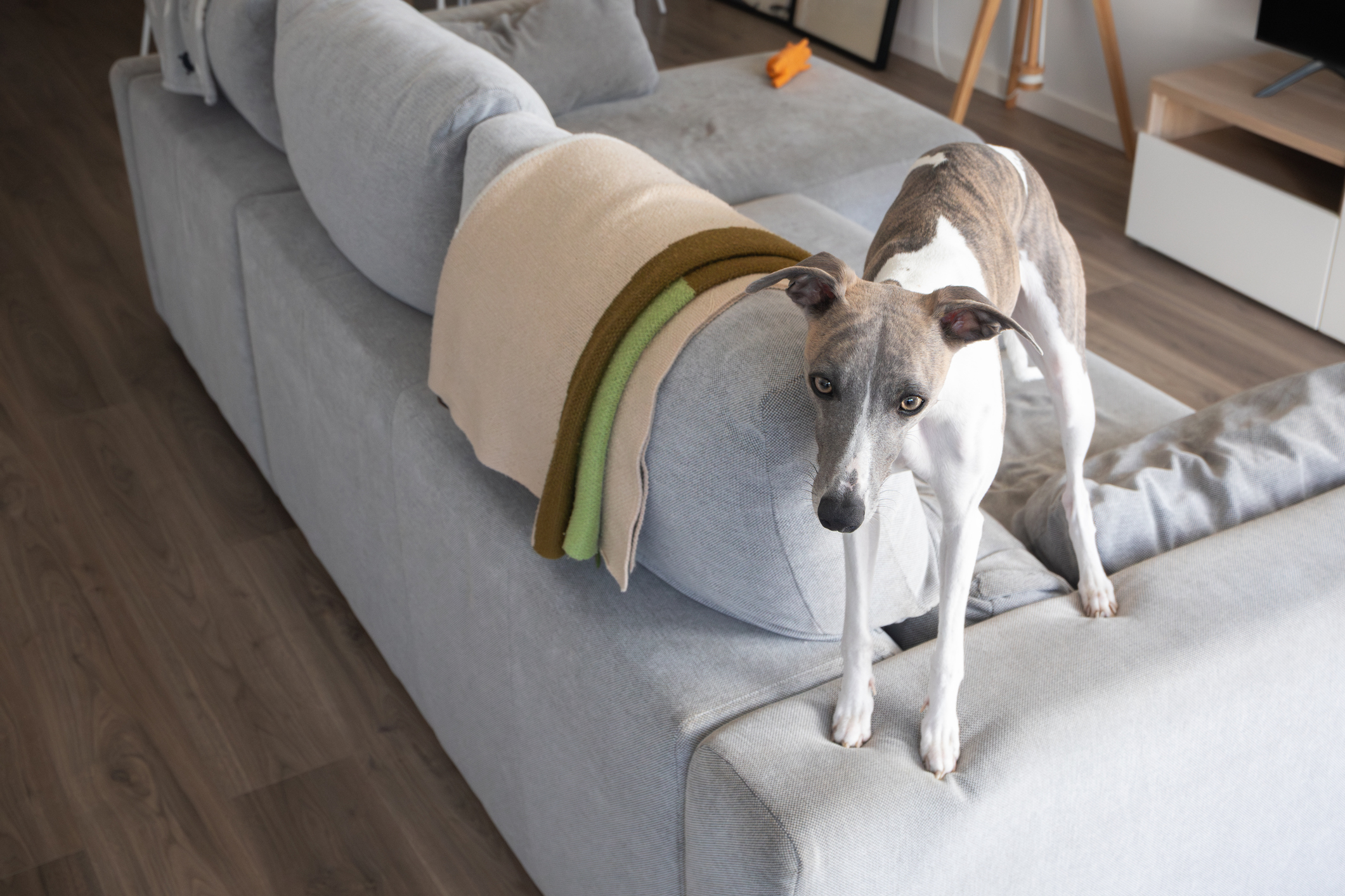 A stock image of a Whipet.