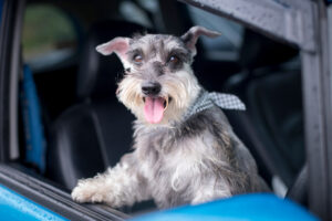 Stock image of schnauzer in car.