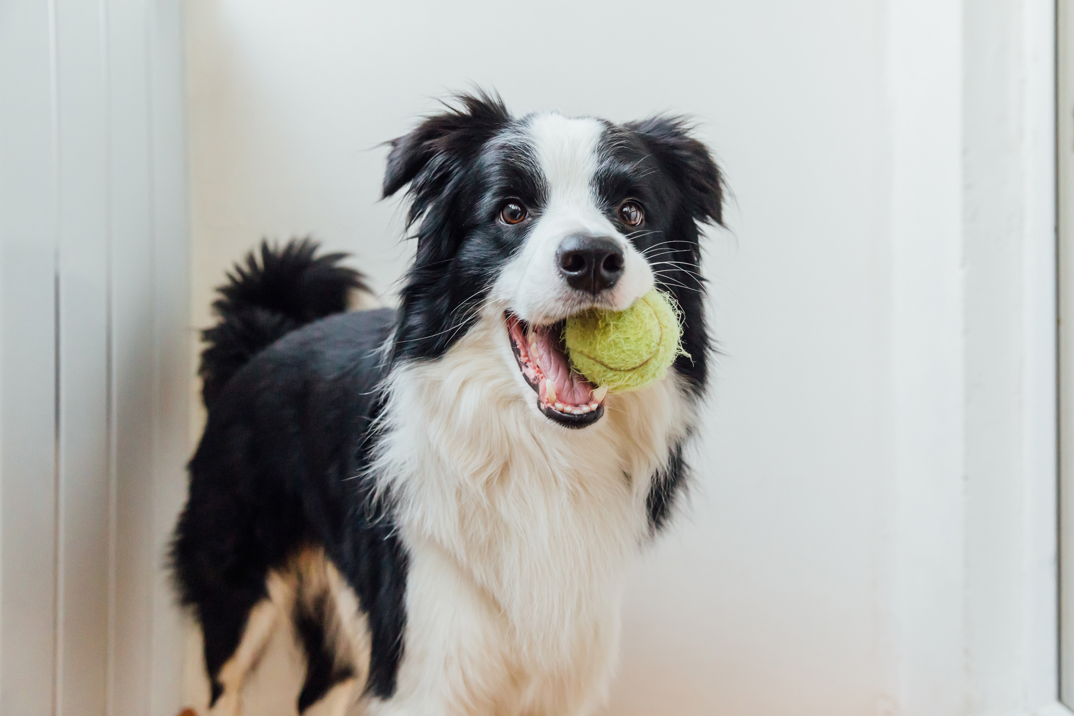 Stock image of border collie.