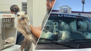 Woman arrested on 93 counts of animal cruelty after 134 cats found in van