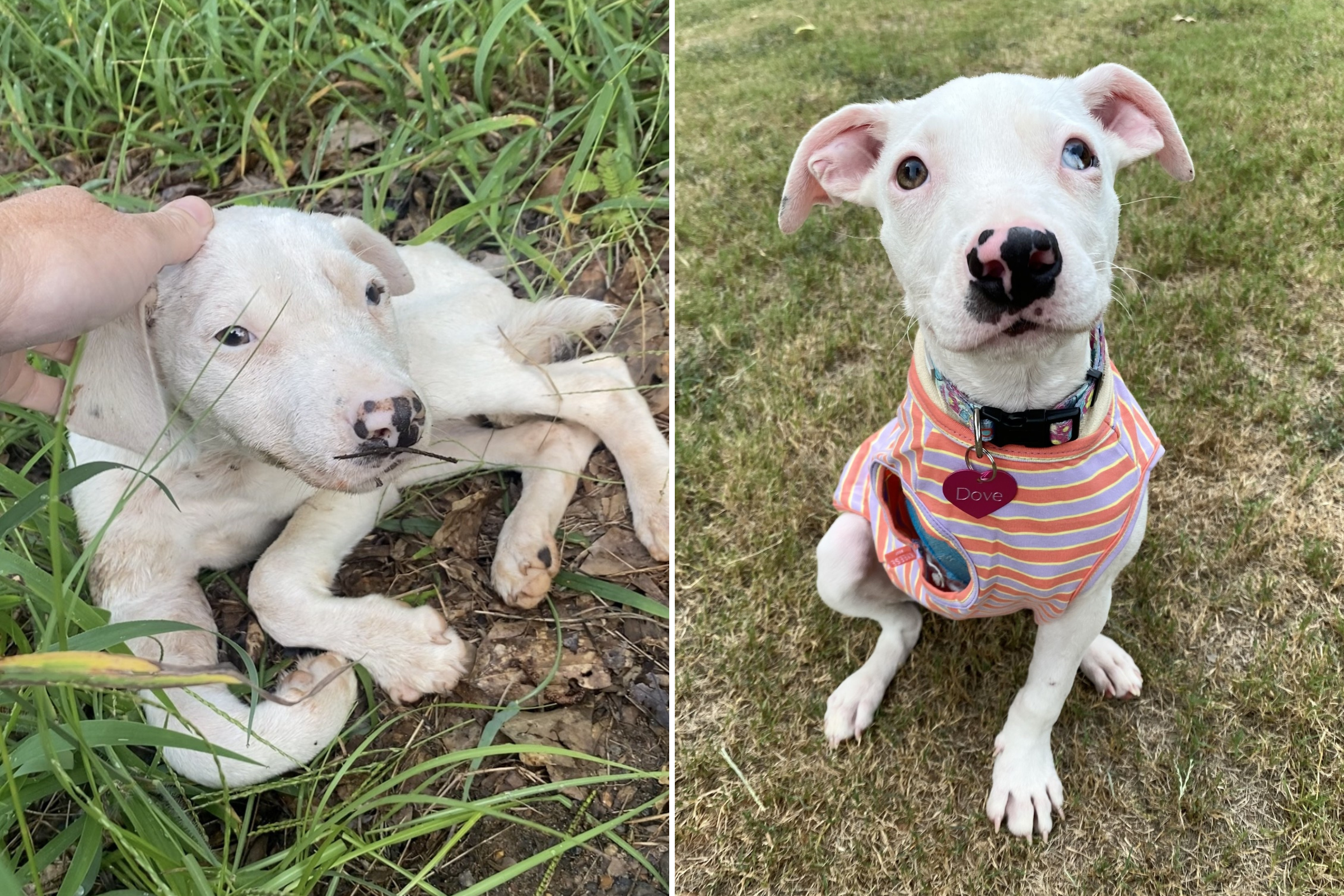 Dove rescue dog