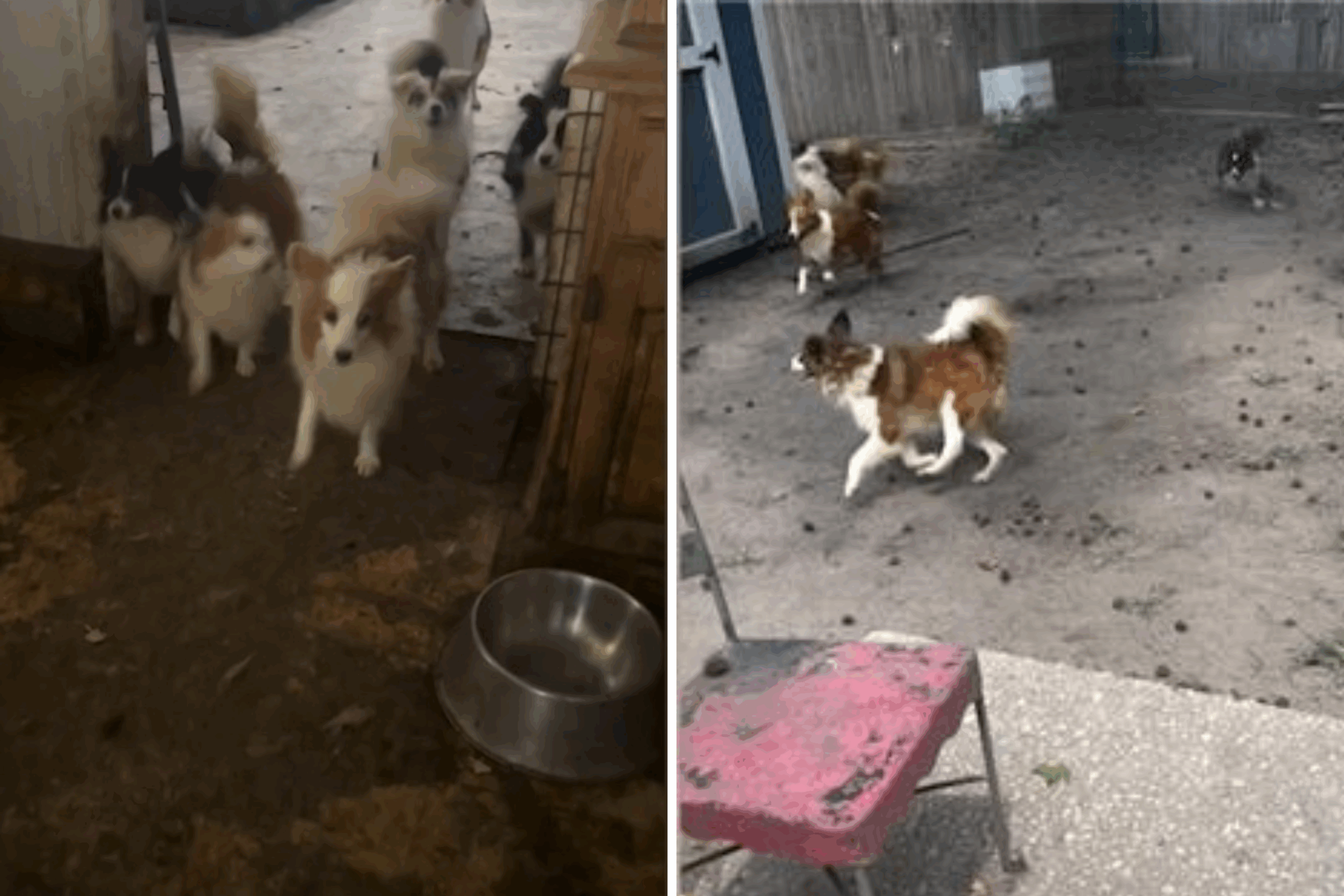 Dogs