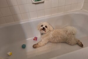 Dog playing in bathtub