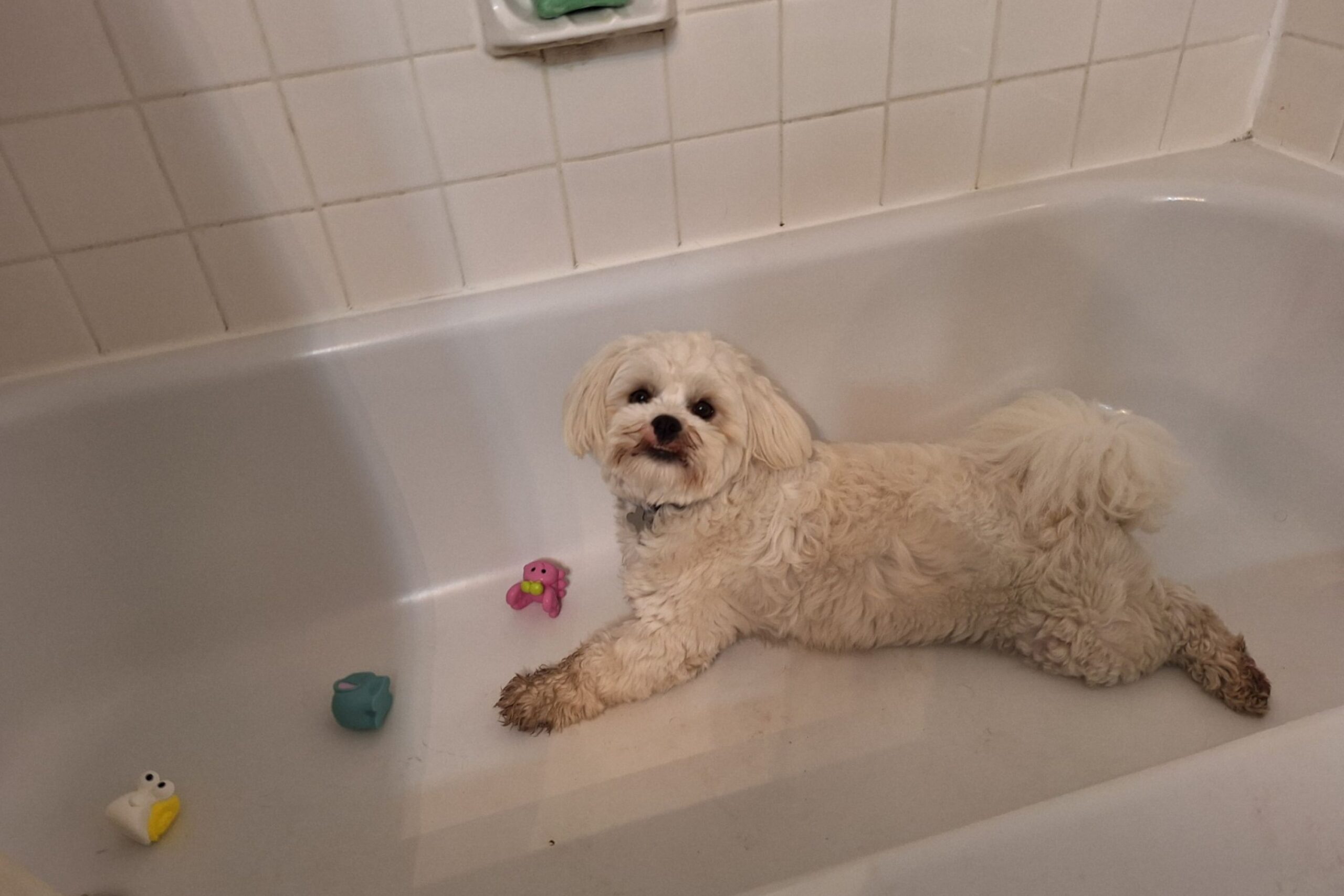 Dog playing in bathtub