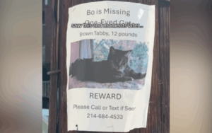 The poster for Bowie the missing cat.