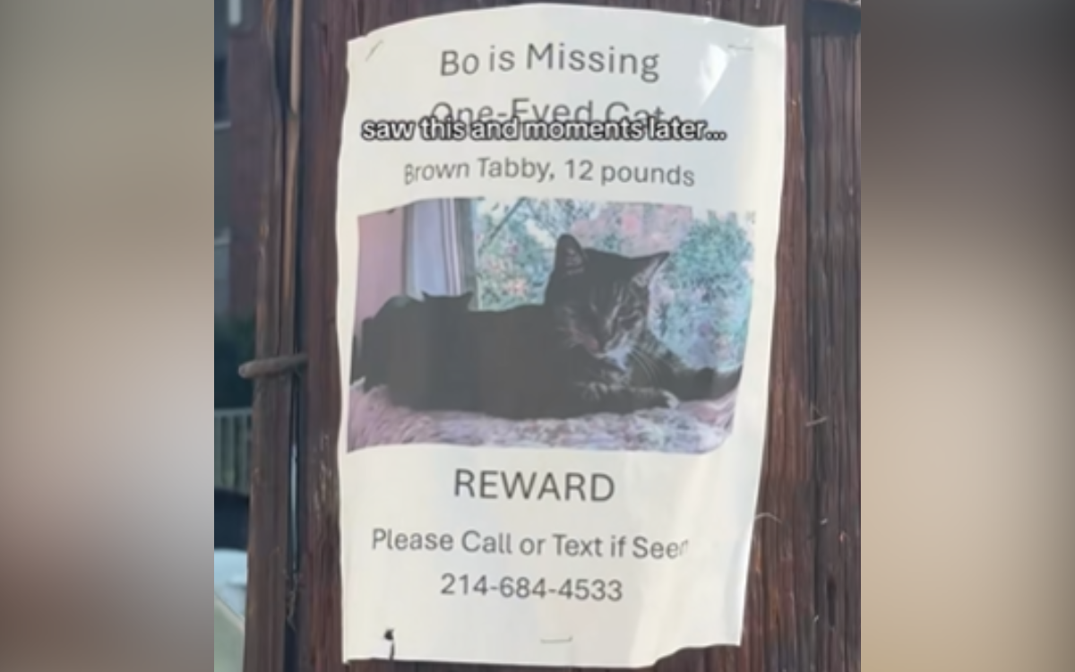 The poster for Bowie the missing cat.