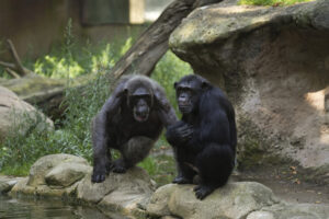 Chimpanzees