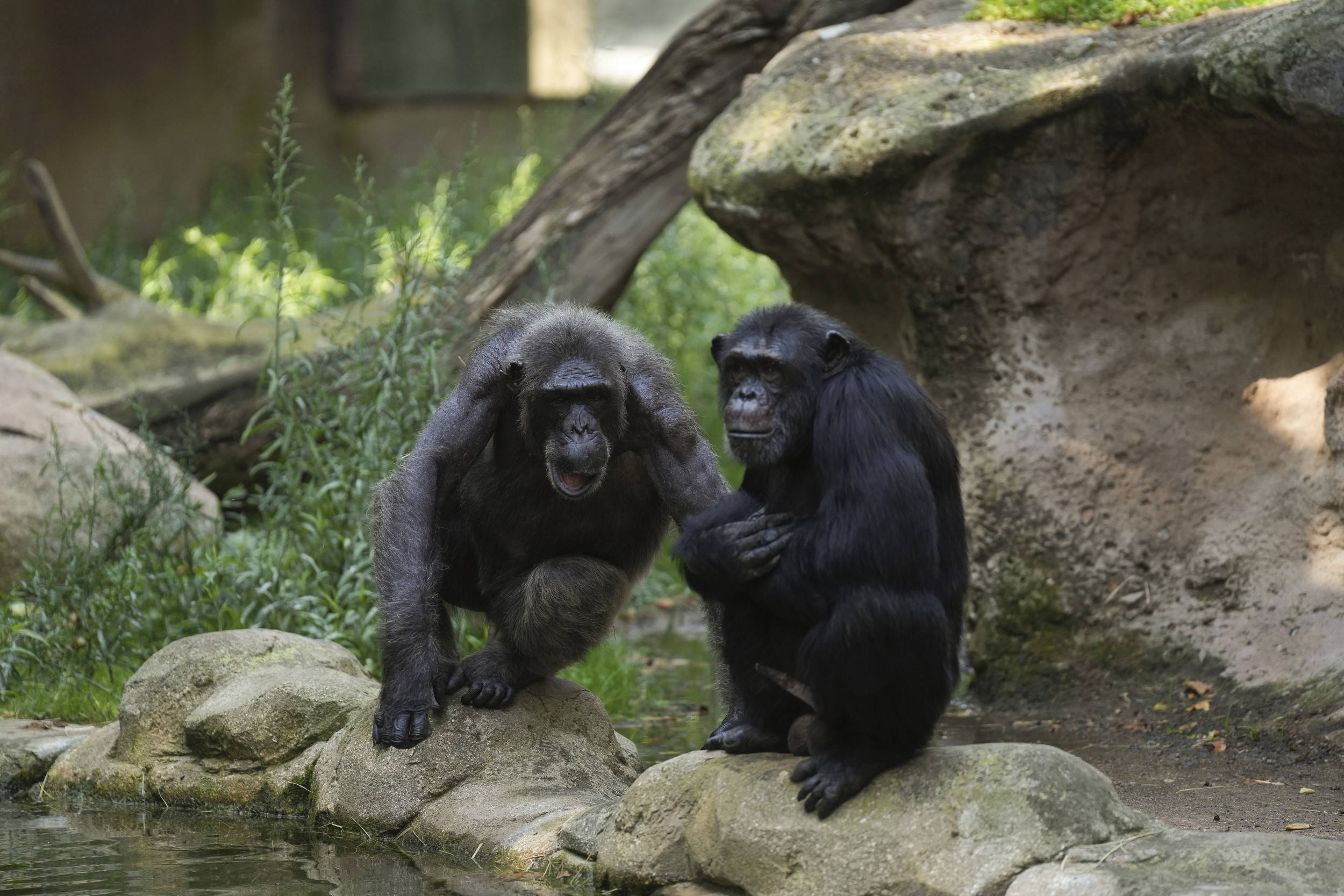 Chimpanzees