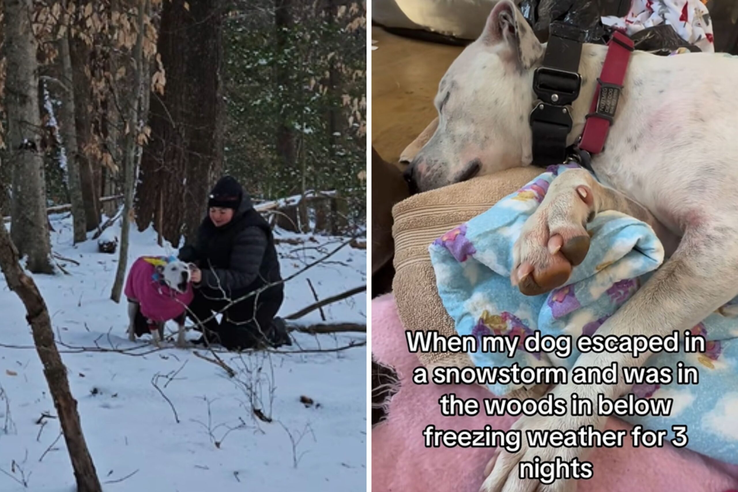 Deaf dog found in snow
