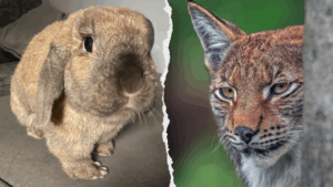 Denmark zoo asks public to donate unwanted pets to feed its predators; PETA balks