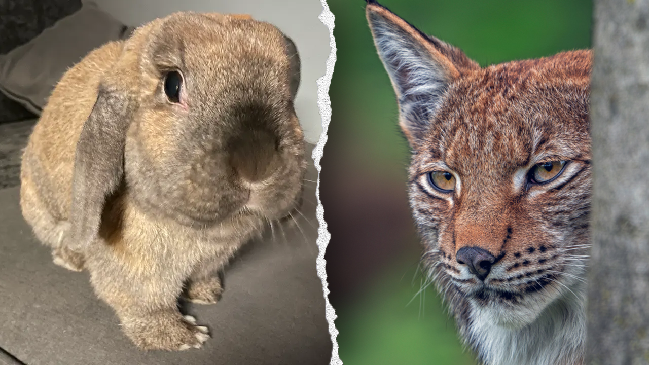 Denmark zoo asks public to donate unwanted pets to feed its predators; PETA balks