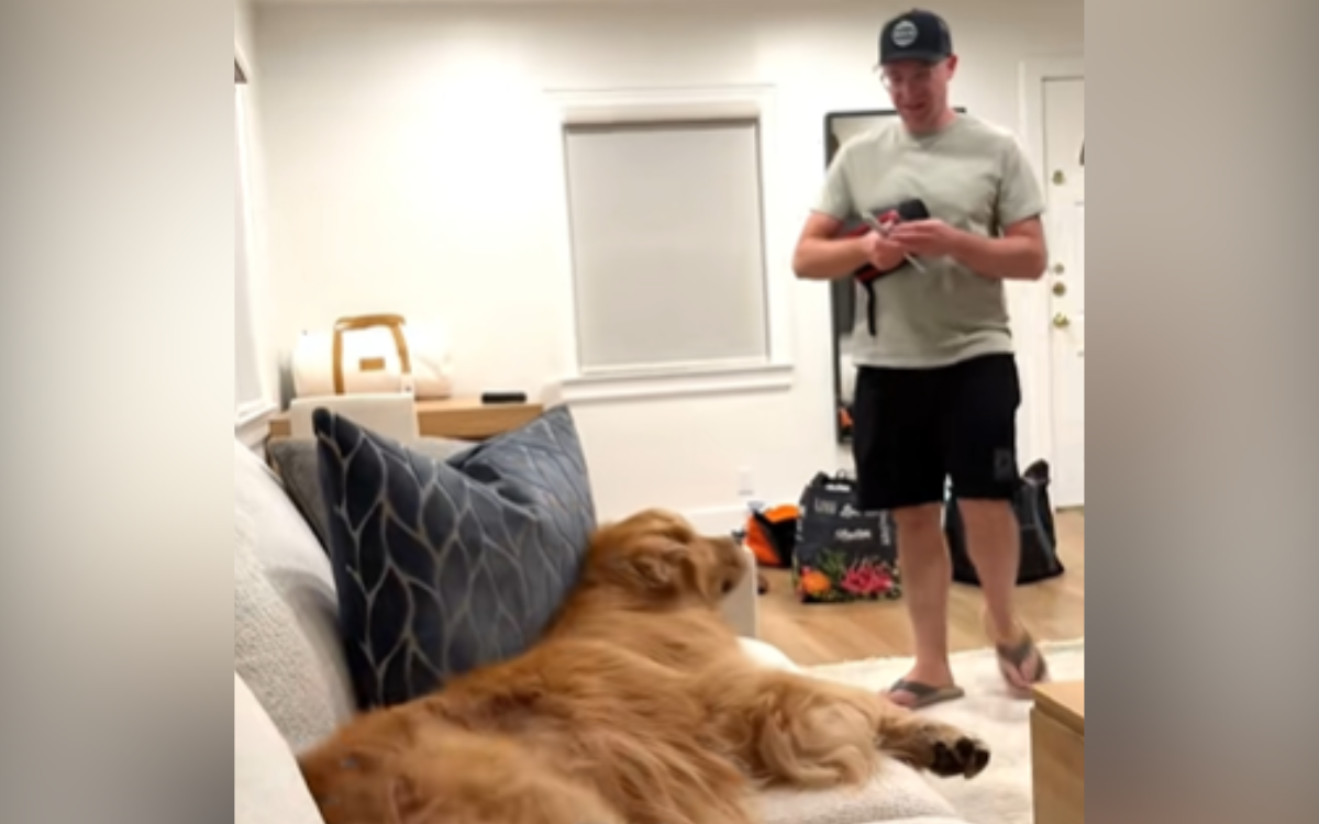 Skylar the golden retriever greets her dad.