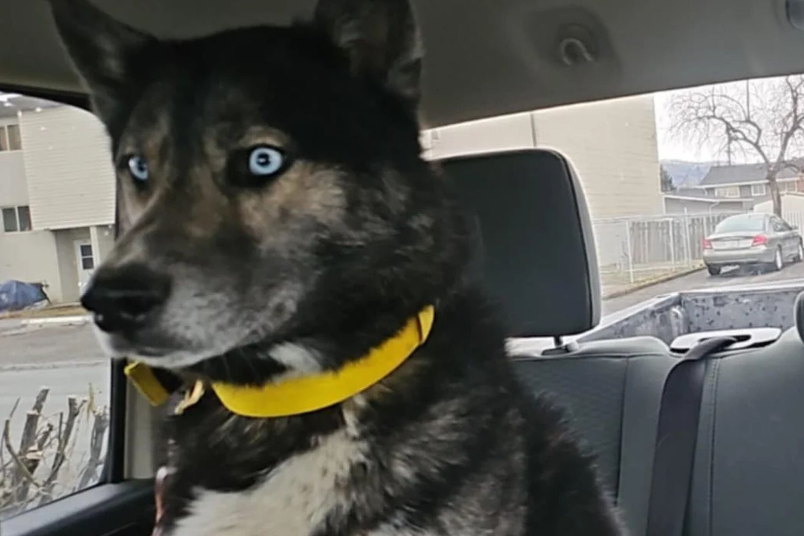 The dog from Reddit