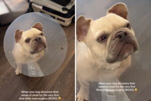 French bulldog smelling food