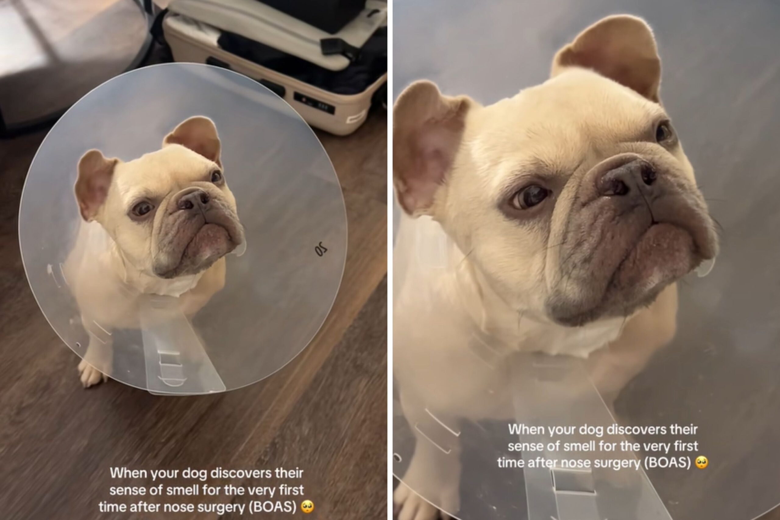 French bulldog smelling food
