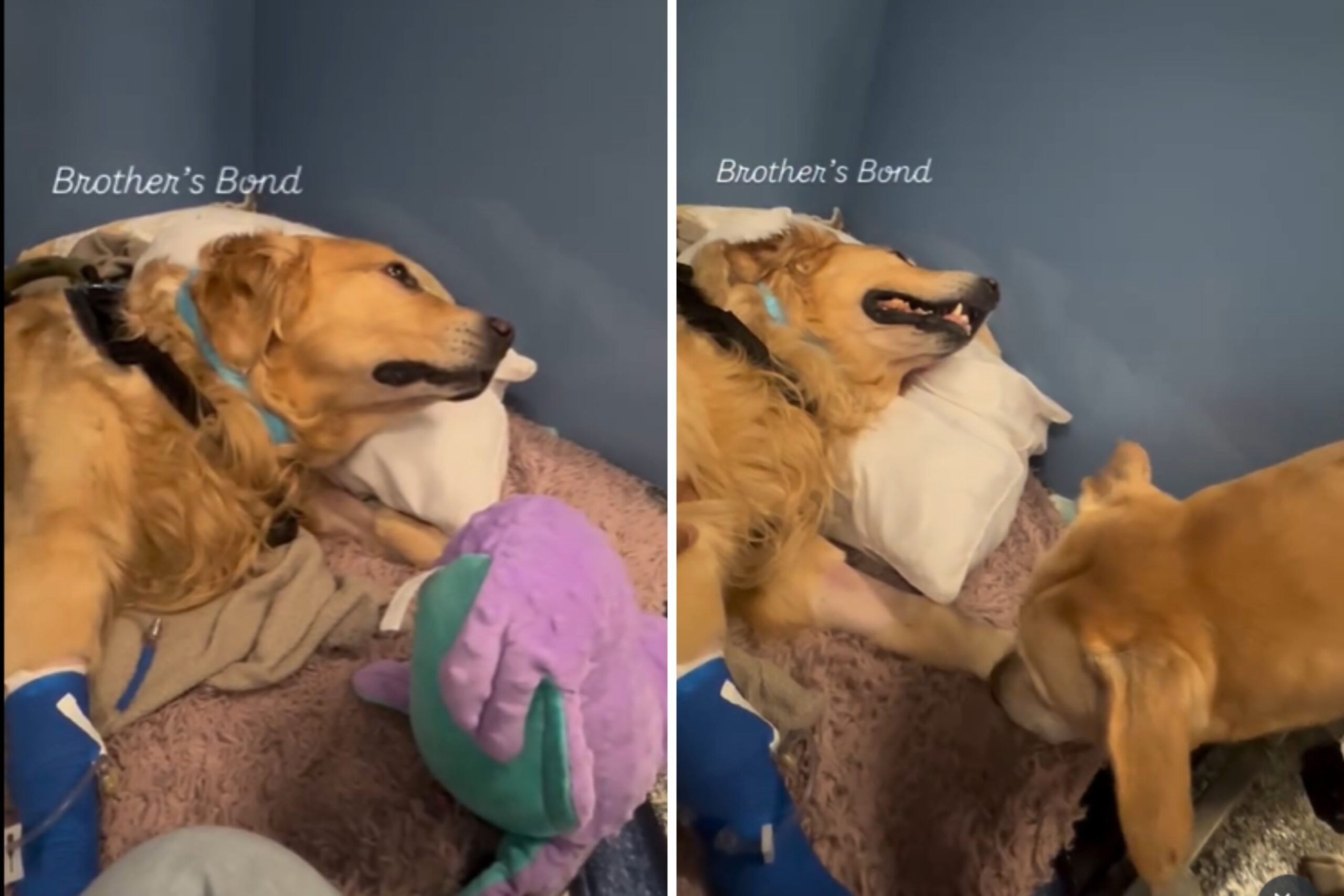 Dog visits golden retriever brother