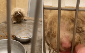 Cookie and Snickerdoodle were rescued from hardship.