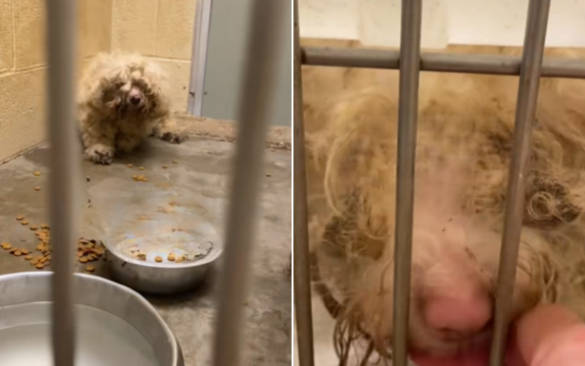 Cookie and Snickerdoodle were rescued from hardship.
