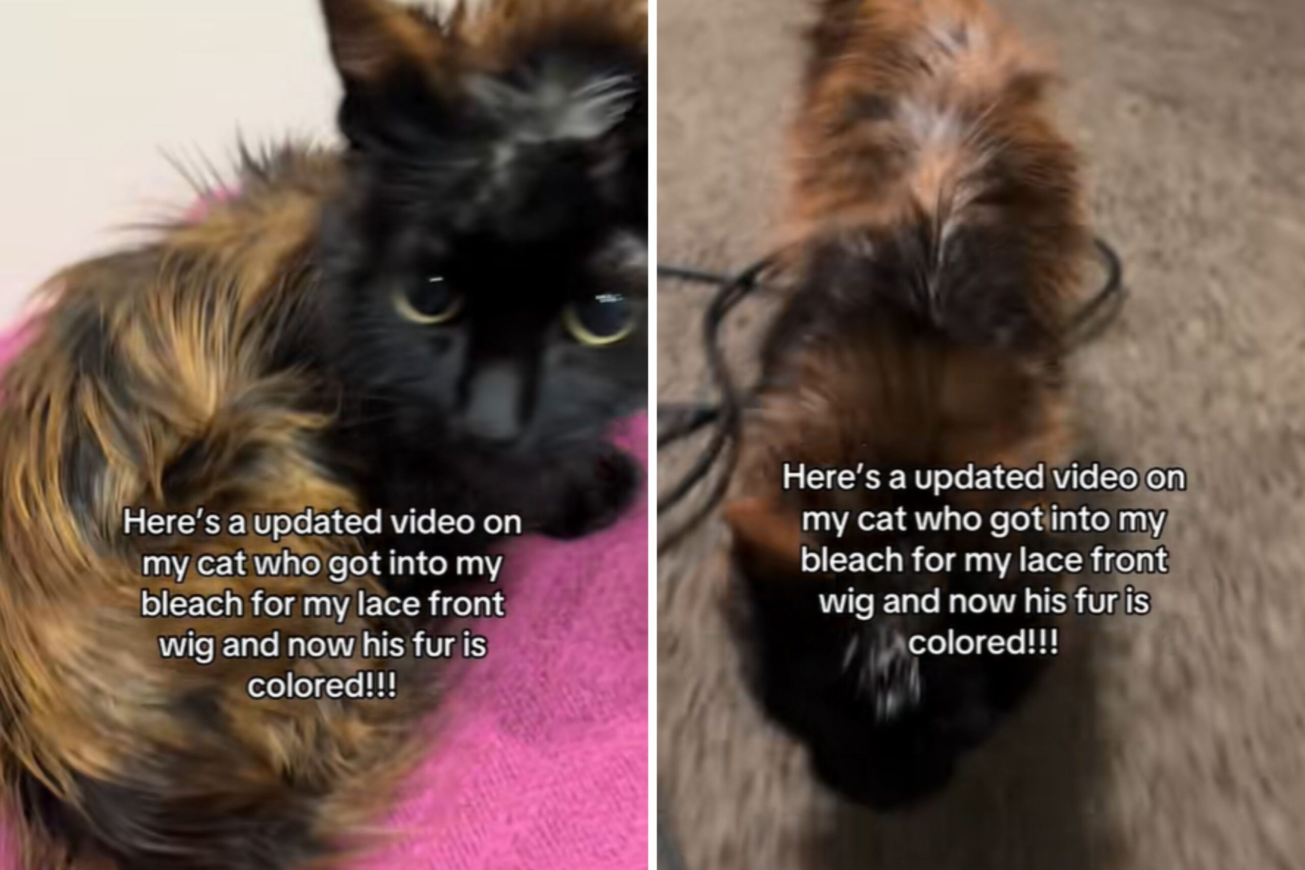 Black cat accidentally bleaches fur