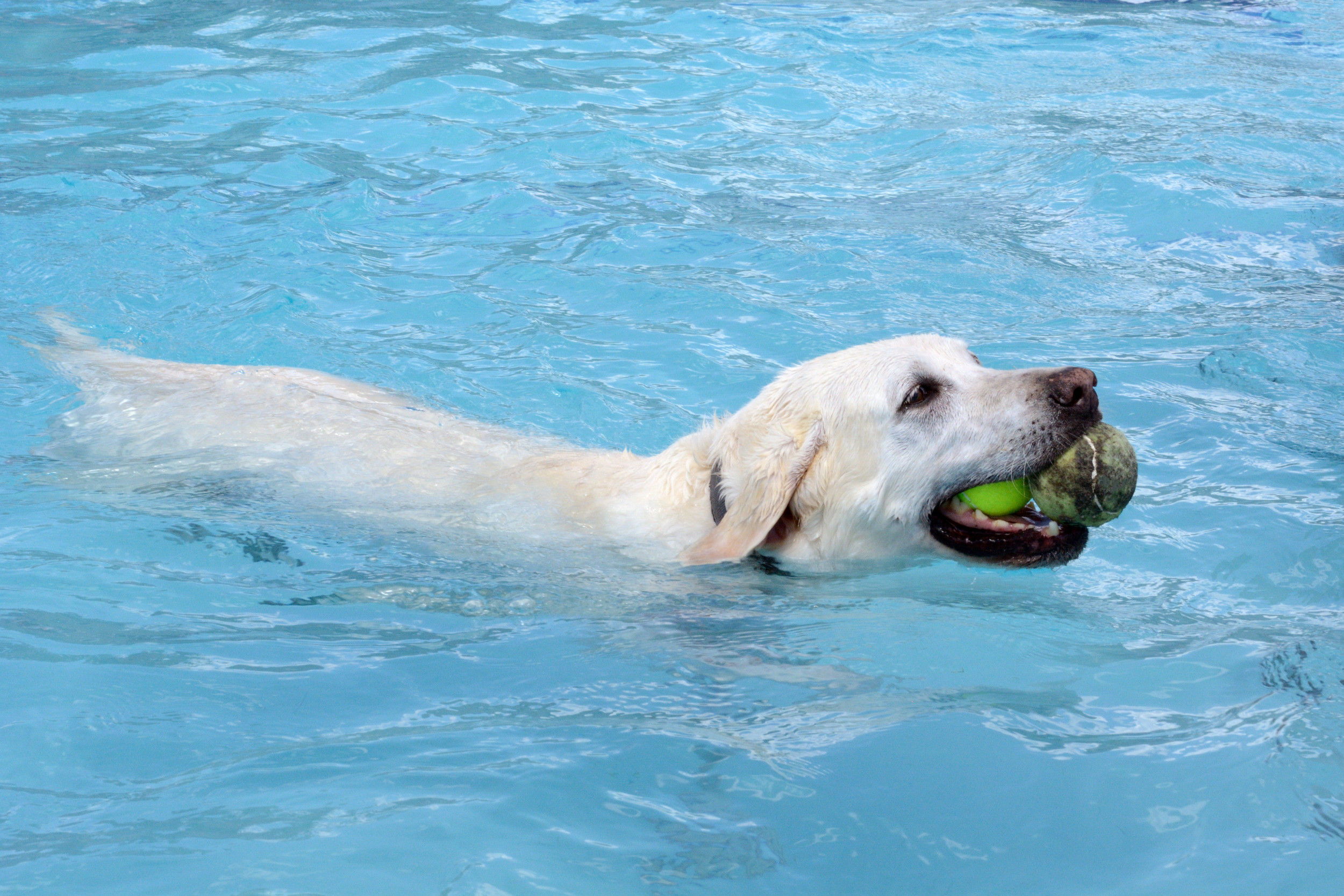 Labrador Retriever Swims In Pool With Toys