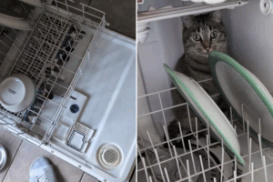 Cat in dishwasher