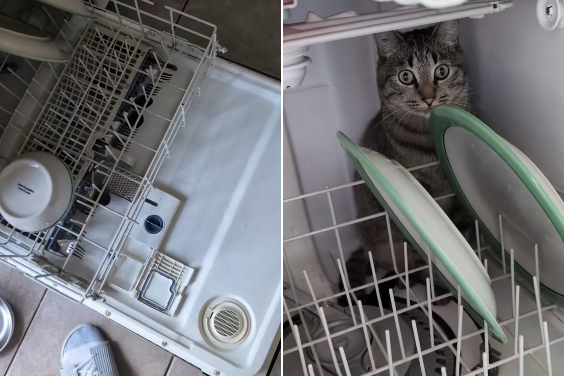 Cat in dishwasher
