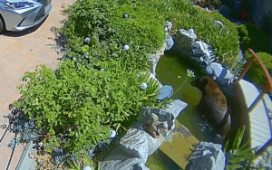 A bear resting in a koi pond.