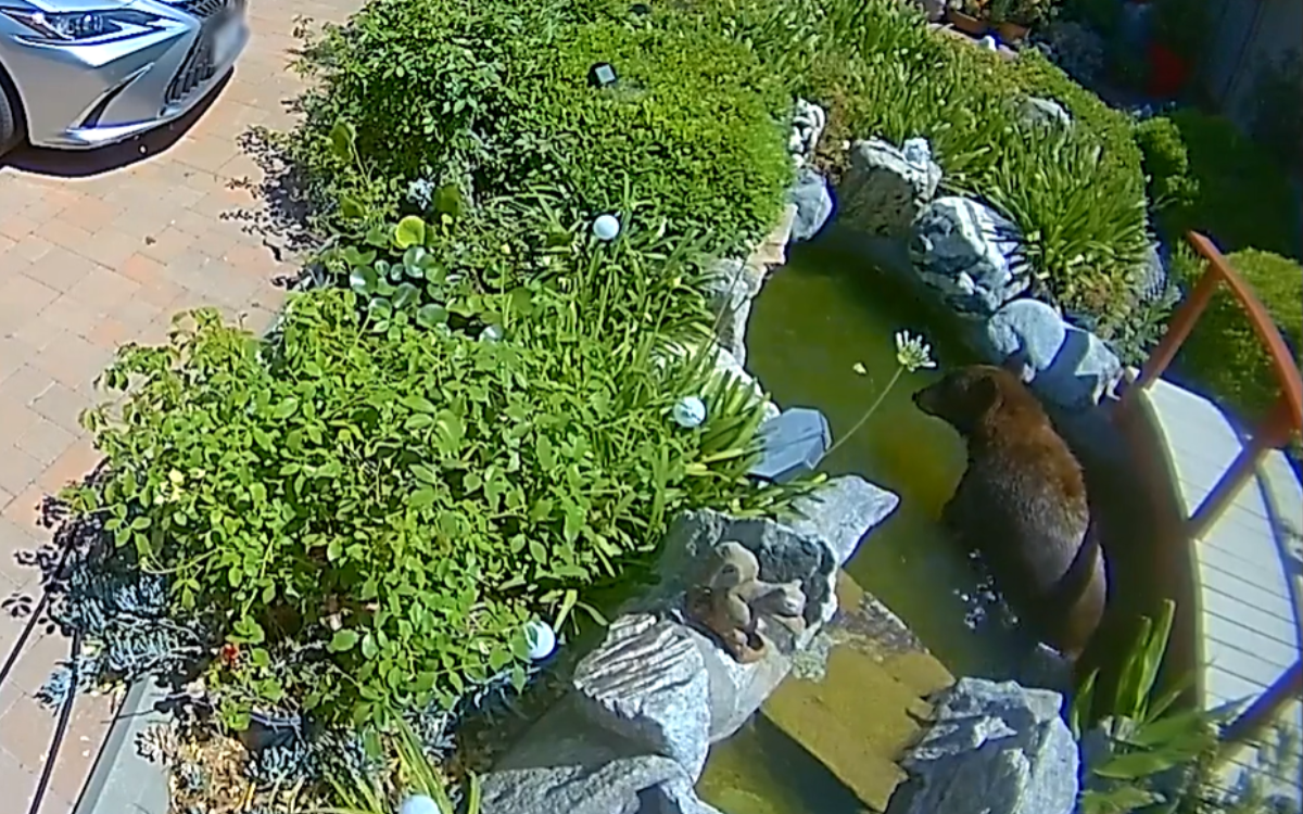 A bear resting in a koi pond.
