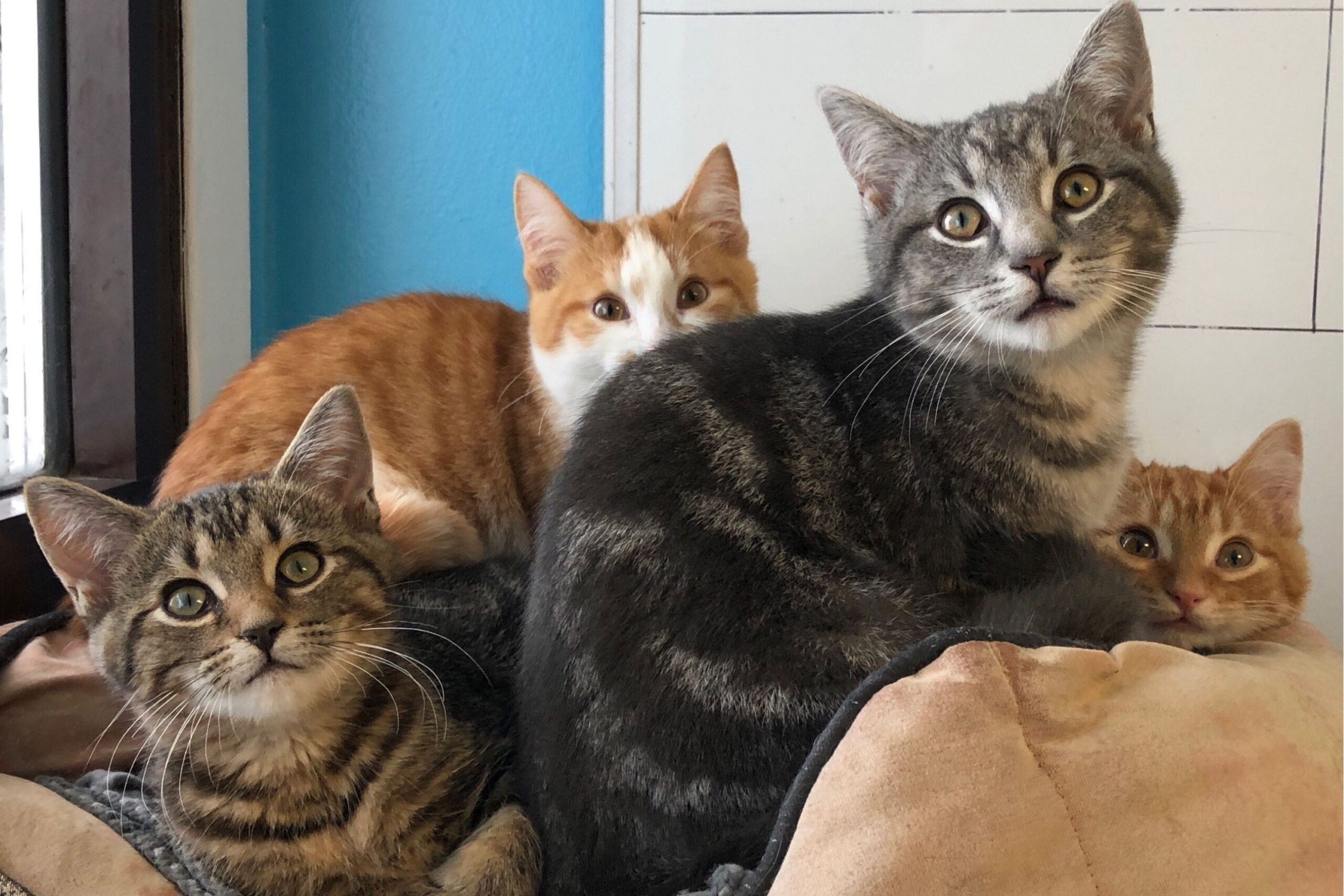 Four cats look at camera