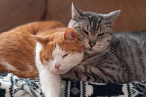 Two cats sleeping together